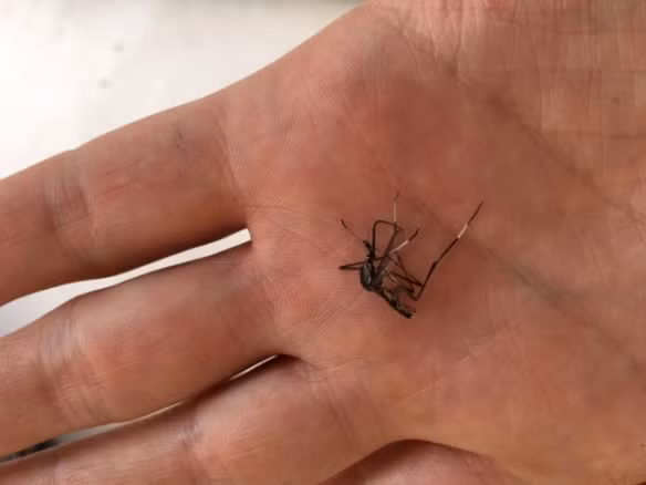 Ấu trùng của chúng thậm chí còn ăn ấu trùng của các loài muỗi khác, giúp kiểm soát quần thể muỗi gây hại. Tuy nhiên, do kích thước lớn, Toxorhynchites thường bị con người hiểu lầm và tiêu diệt.(Ảnh:Beat the Bites)