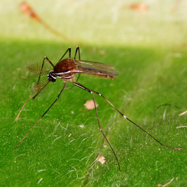 4. Muỗi Uranotaenia: Muỗi Uranotaenia là một loài muỗi nhỏ bé, thường xuyên bị nhầm lẫn với các loài muỗi nguy hiểm khác. Tuy nhiên, loài này chỉ hút máu các loài động vật lưỡng cư và bò sát, hoàn toàn không tấn công con người. (Ảnh:Wikipedia)