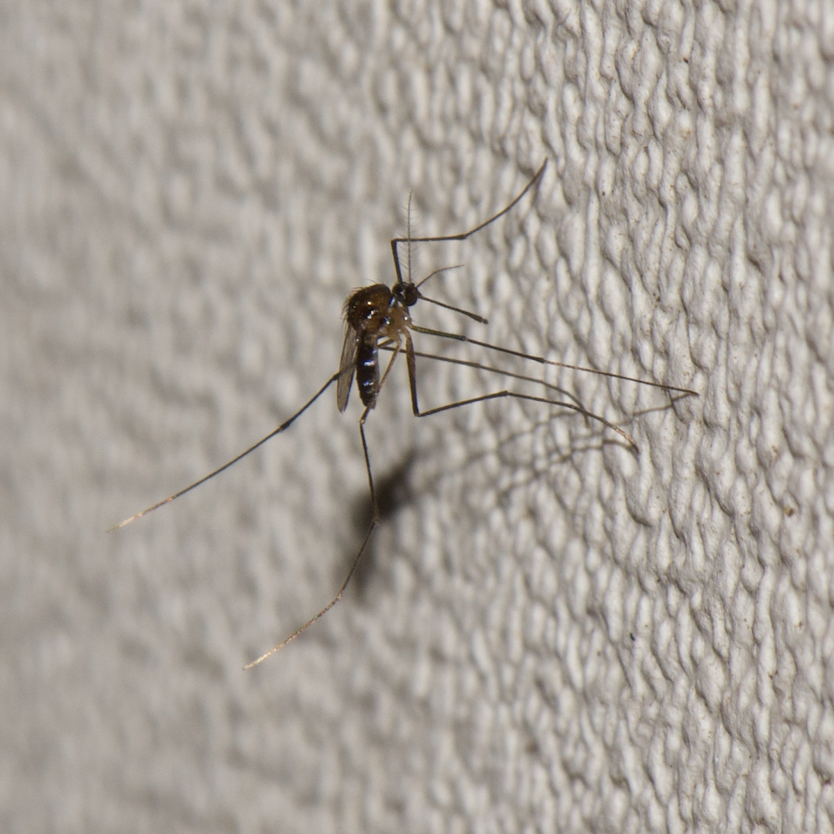 Dù vậy, khi chúng xuất hiện trong nhà, ít ai có thể nhận ra chúng vô hại và thường bị tiêu diệt ngay lập tức.(Ảnh:Wikipedia)