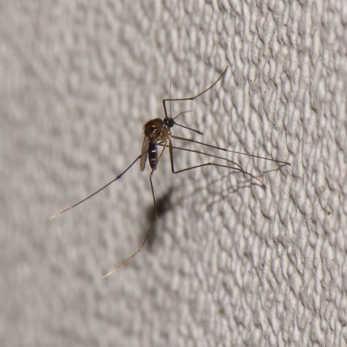 Dù vậy, khi chúng xuất hiện trong nhà, ít ai có thể nhận ra chúng vô hại và thường bị tiêu diệt ngay lập tức.(Ảnh:Wikipedia)