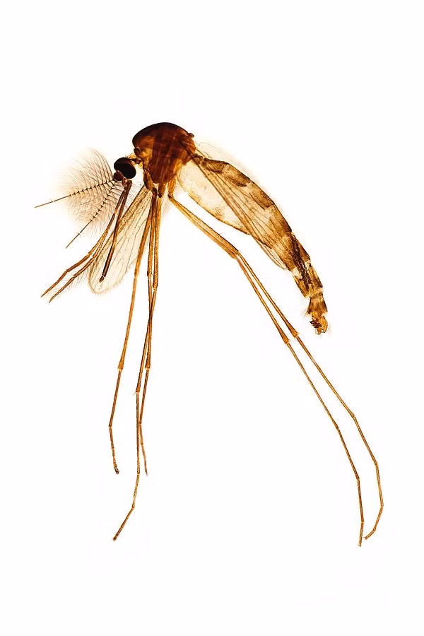 Tuy nhiên, vì hình dáng tương đồng với muỗi cái, chúng thường bị con người tiêu diệt khi bay vo ve quanh tai vào ban đêm.(Ảnh:Science)