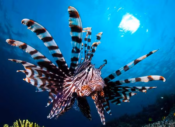 Con trưởng thành có thể dài đến 43 cm và sống đến 10 năm. (Ảnh: Australian Museum)