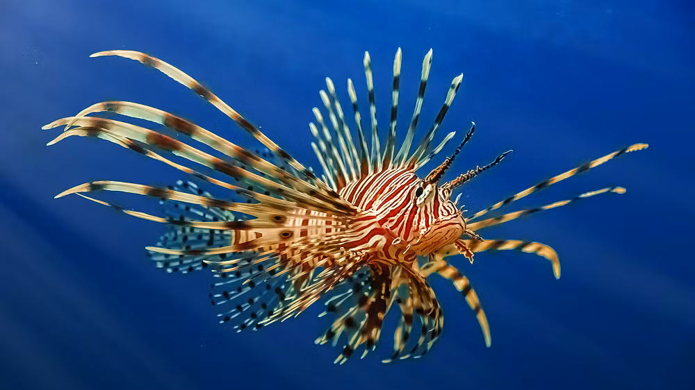 Những chiếc gai độc lớn nhô ra từ cơ thể như bờm sư tử, giúp chúng tránh được hầu hết các kẻ thù tiềm năng.(Ảnh: Australian Geographic)