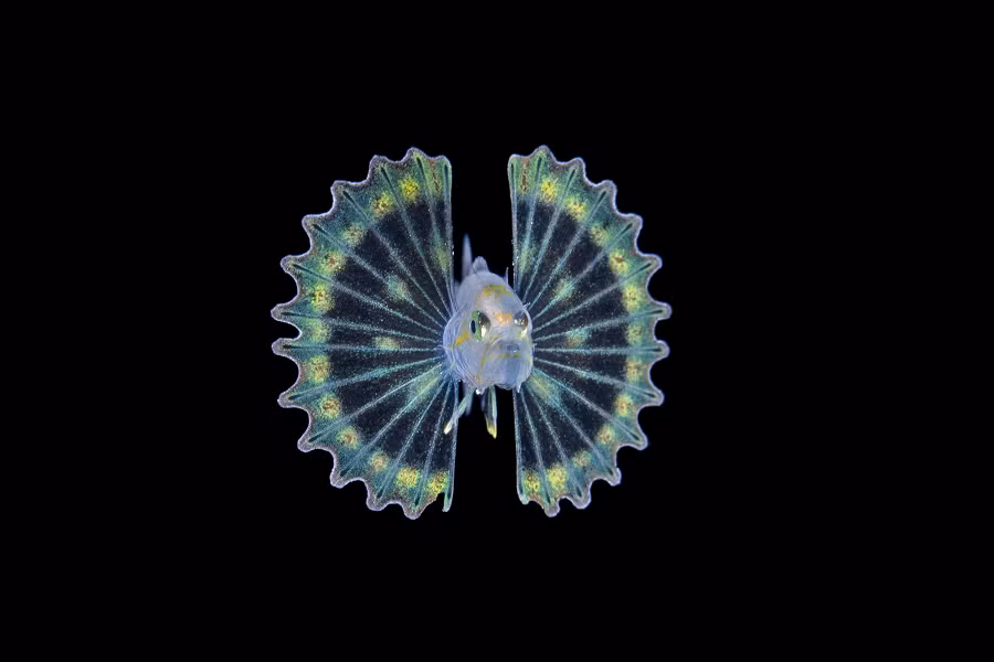 Nhiếp ảnh gia Steven Kovacs đã chụp được những hình ảnh ấn tượng về một con cá mao tiên phát sáng tuyệt đẹp ở độ sâu 30m vùng biển Palm Beach, Florida. Con cá này chưa trưởng thành hoàn toàn, với màu sắc nổi bật như xanh lam, xanh lục và vàng.(Ảnh: bioGraphic)