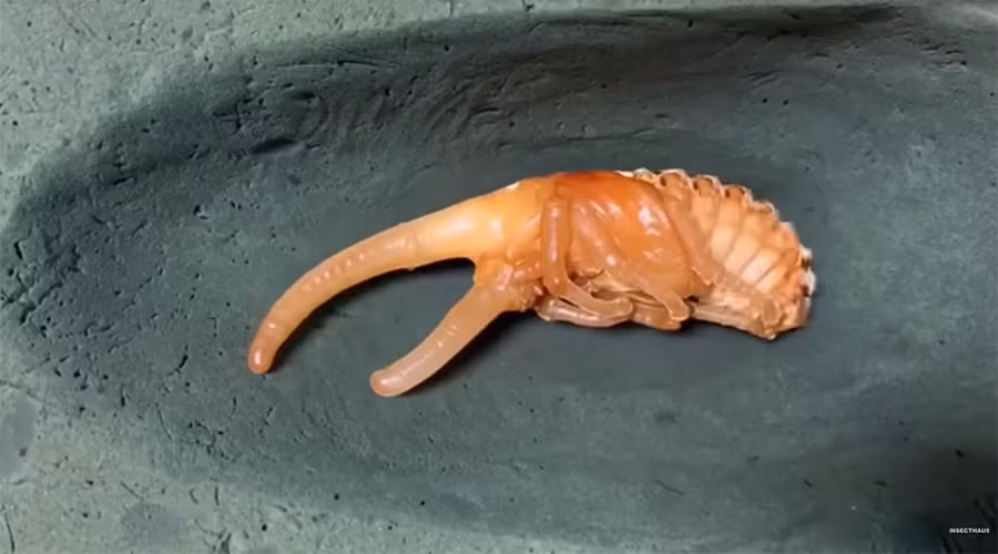 Bọ cánh cứng lực sỹ ăn các loại thức ăn thực vật, chẳng hạn như trái cây và mầm cây. Chúng cũng có thể ăn phân và thức ăn thối rữa.(Ảnh: The Kid Should See This)