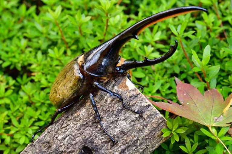 Tên gọi “lực sỹ” không hề đùa, vì chúng thực sự có khả năng mang một vật nặng hơn khung hình của chúng đến 850 lần! Điều này là nhờ vào lớp vỏ dày và cơ bắp mạnh mẽ.(Ảnh:Fact Animal)