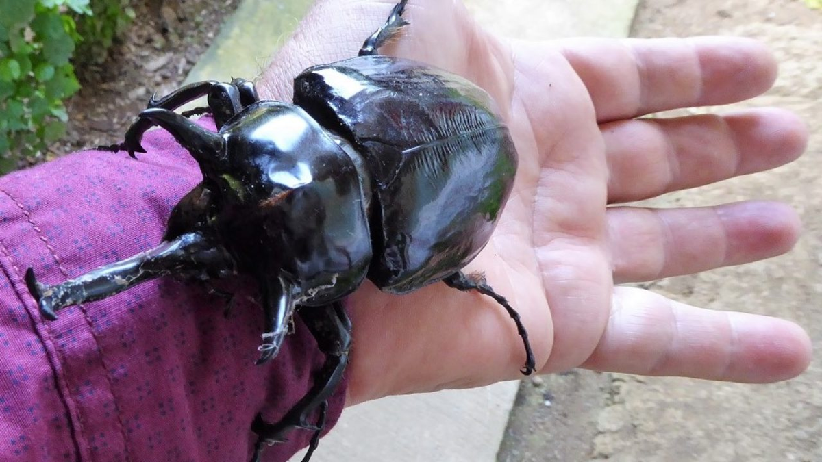 Bọ cánh cứng Hercules được tìm thấy ở miền Trung và Nam Mỹ, cũng như tại phía Bắc Mexico và một số hòn đảo ở vùng Caribbean. (Ảnh:The Bogota)