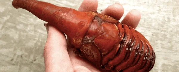  Bọ cánh cứng lực sỹ (Hercules Beetle), còn được gọi là Dynastes Hercules, là một loài bọ cánh cứng to lớn. Chúng xuất hiện đầu tiên tại Nam Mỹ và Trung Mỹ, và hiện nay cũng có mặt tại Việt Nam. (Ảnh:Science)