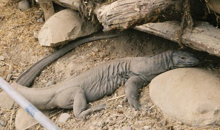 Chúng thường sống trong các kênh rạch, đầm lầy, cống rãnh hoặc ao hồ. Đôi khi chúng đi vào các khu vườn của người dân. (Ảnh: animaldiversity)