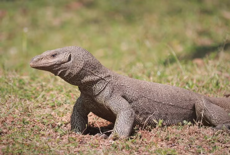 Kỳ đà hoa trở nên hung dữ khi cảm thấy bị đe dọa. Vết cắn của loài động vật này có chứa nọc độc nhẹ, đôi khi mang vi khuẩn gây hại. Do vậy, nếu bị kỳ đà hoa cắn thì người dân cần phải tới cơ sở y tế gần nhất để kiểm tra, kịp thời chữa trị nếu cần thiết. (Ảnh: inaturalist)