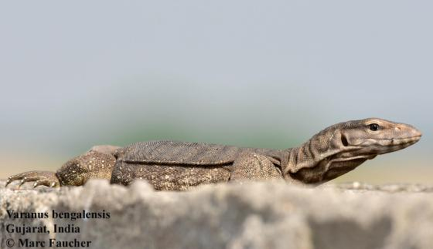 Thức ăn chủ yếu của kỳ đà hoa gồm: cá, rắn, ếch nhái và thức ăn thừa của con người. (Ảnh: The Reptile Database)