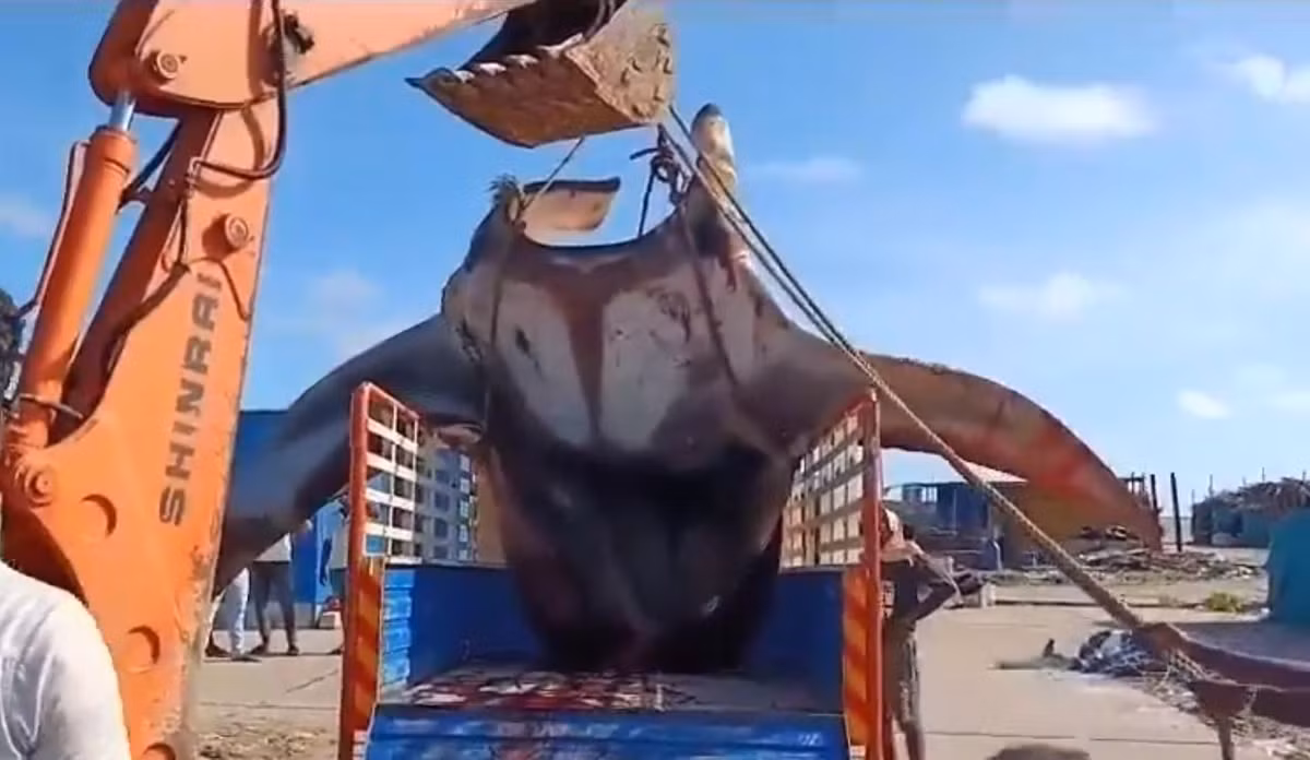 " Thuỷ quái" này, được coi là có nguy cơ tuyệt chủng theo IUCN, có họ hàng với cá mập và khủng long. Sự việc thu hút sự chú ý của cộng đồng địa phương và lan truyền trên mạng xã hội. Cá đuối manta có thể nặng đến 1600 kg, không có gai độc, và vô hại với con người, thường sống ở vùng biển nhiệt đới và cận nhiệt đới. (Ảnh: