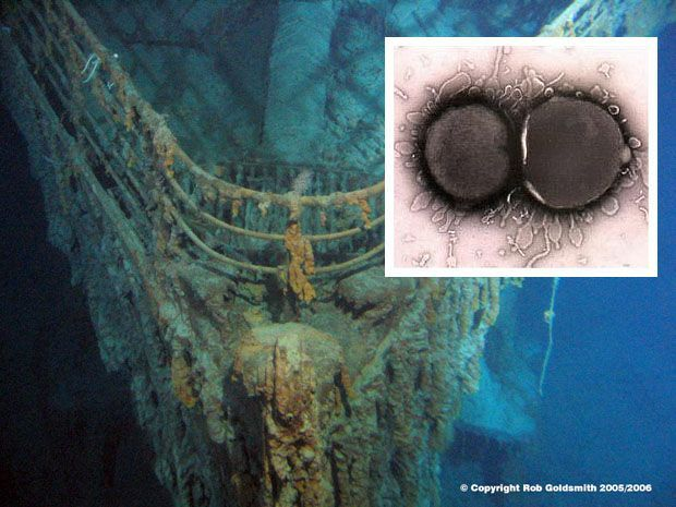 Các nhà khoa học đã phát hiện ra một loại vi khuẩn mới, có tên Halomonas titanicae, trong xác tàu Titanic dưới đại dương. (Ảnh: Pinterest)