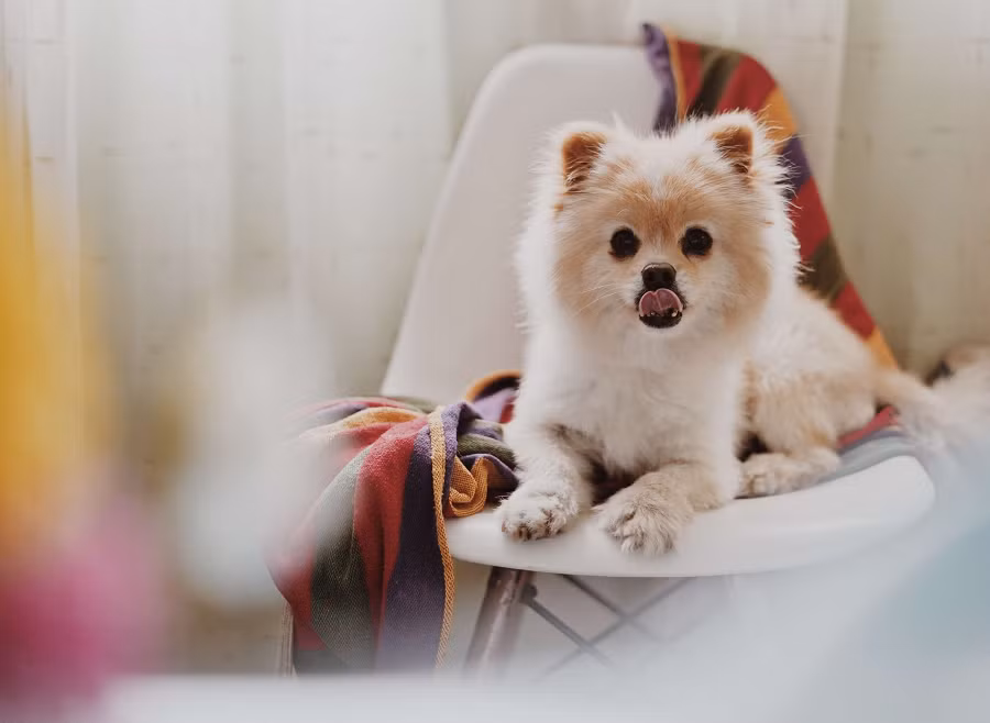 Đầu chúng có hình tam giác, mõm nhỏ và nhọn. Đôi mắt to, tròn và có màu đen hoặc nâu. Tai dựng đứng, hình tam giác và có nhiều lông. (Ảnh: Raised Right)