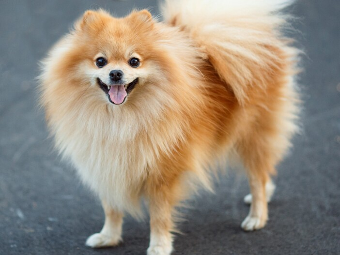 Chó phốc sóc có tính cách độc đáo và đầy thú vị. Chúng năng động, thân thiện và thích nghi tốt với môi trường sống. (Ảnh: MAXI ZOO)