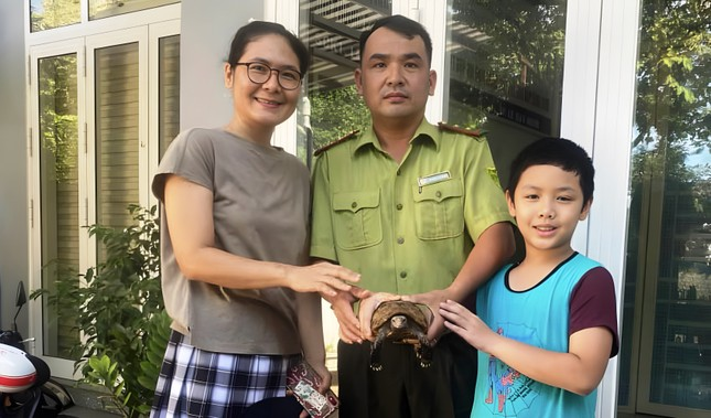 Chị Lê Quý Tiểu Hải, người phát hiện rùa có màu sắc khác lạ trên đường, đã liên hệ với Chi cục Kiểm lâm Thừa Thiên-Huế để giao nộp. Sau khi kiểm tra, cơ quan chức năng xác định đây là cá thể rùa quý hiếm cần được bảo vệ nghiêm ngặt. (Ảnh: Tiền Phong)
