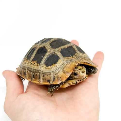 Mặc dù có vùng phân bố rộng, quần thể rùa núi vàng ngoài tự nhiên đã bị suy giảm ở mức đáng báo động, với nguyên nhân đến từ việc săn bắt quá mức và mất môi trường sống.(Ảnh:Bebesaurus)