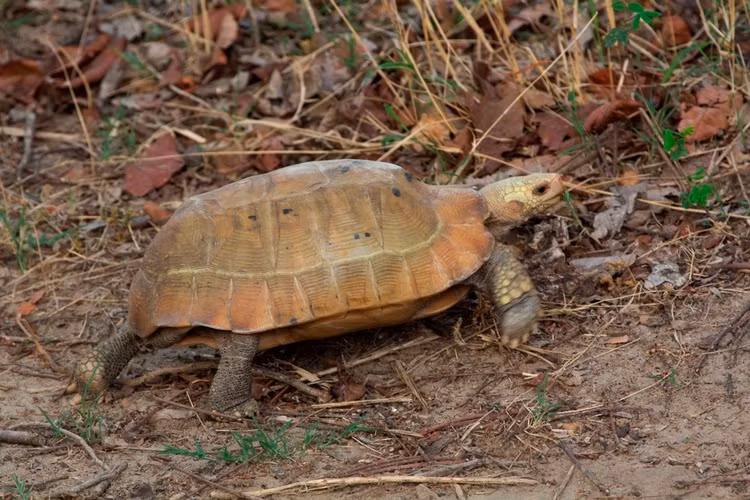 Rùa núi vàng sống trong rừng nơi có những bụi cây thấp, ở độ cao tương đối thấp, không sống dưới nước như các loài rùa đầm và rùa nước ngọt khác.(Ảnh:India Biodiversity Portal)