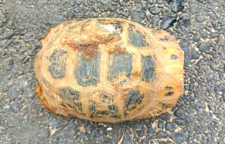 Con rùa vàng này nặng 0,4 kg, có mai màu vàng xen kẽ các hình lục giác đen, được anh Nguyễn Văn Dương phát hiện khi đi làm rẫy. Loài rùa này, có tên khoa học là Indotestudo elongata, thuộc nhóm động vật quý hiếm cần bảo vệ, và nằm trong danh sách loài bị đe dọa của IUCN và Sách đỏ Việt Nam. (Ảnh: Báo Gia Lai)