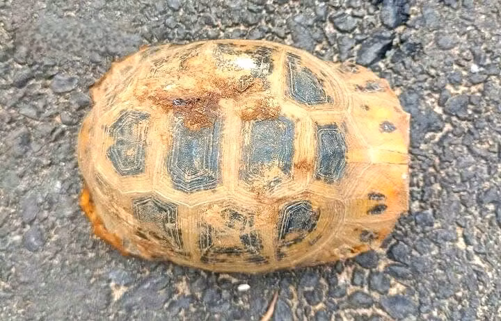 Con rùa vàng này nặng 0,4 kg, có mai màu vàng xen kẽ các hình lục giác đen, được anh Nguyễn Văn Dương phát hiện khi đi làm rẫy. Loài rùa này, có tên khoa học là Indotestudo elongata, thuộc nhóm động vật quý hiếm cần bảo vệ, và nằm trong danh sách loài bị đe dọa của IUCN và Sách đỏ Việt Nam. (Ảnh: Báo Gia Lai)