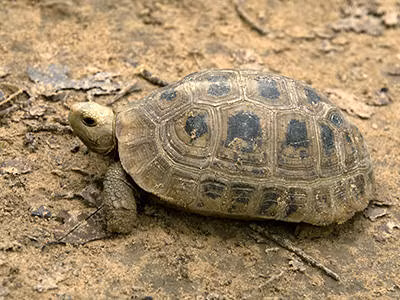 Rùa núi vàng đẻ trứng vào tháng 10 hoặc 11 hàng năm, đẻ từ 4 - 5 trứng, có kích thước 50/40mm và có tập tính vùi trứng trong đất.(Ảnh:Ecology Asia)