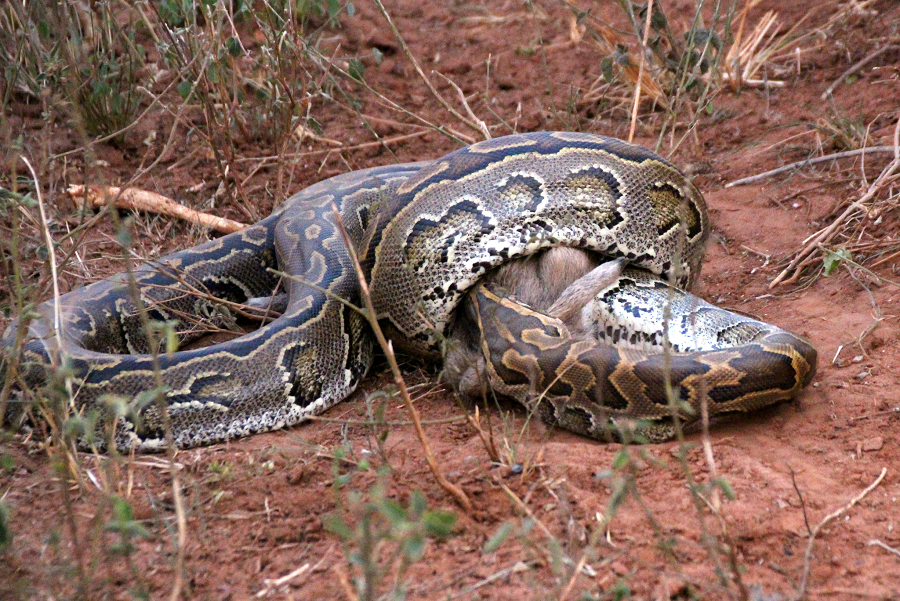 Loài trăn này nổi tiếng với tính cách hung hãn và không ngần ngại tấn công con người nếu cảm thấy bị đe dọa. Có nhiều trường hợp trăn Đá Châu Phi tấn công và giết chết cả trẻ em và người lớn, khiến nó trở thành một trong những loài trăn nguy hiểm nhất. (Ảnh:iNaturalist)
