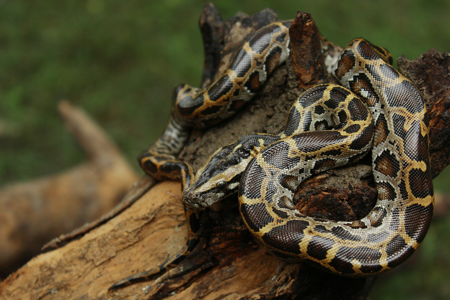 Mặc dù không tấn công con người thường xuyên, nhưng khi bị đe dọa hoặc kích động, trăn Miến Điện có thể trở nên vô cùng nguy hiểm. Chúng đã được ghi nhận là nguyên nhân gây ra cái chết cho một số người, đặc biệt là những ai cố gắng nuôi dưỡng loài trăn nguy hiểm này như thú cưng.(Ảnh: India Biodiversity Portal)