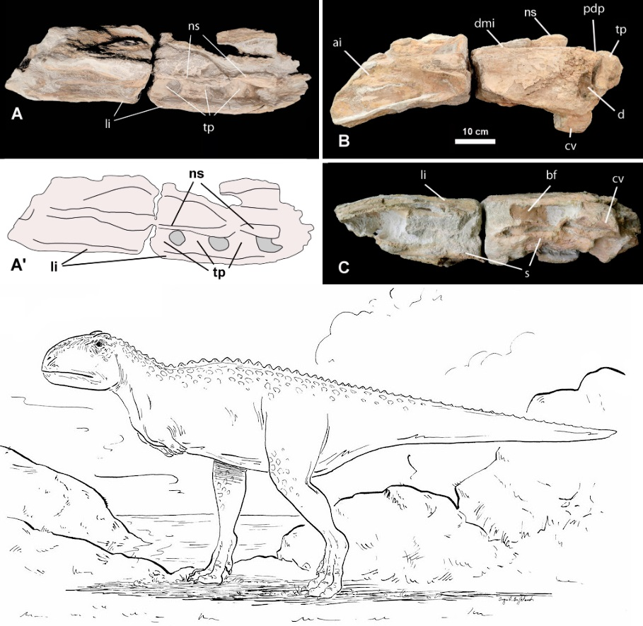 Điều đáng ngạc nhiên là Abelisauridae thường được cho là cư dân của siêu lục địa Gondwana, bao gồm Nam Mỹ, Châu Phi, và các khu vực khác, nên việc tìm thấy loài này ở châu Âu là một điều bất ngờ. Phát hiện này gợi ý rằng nhóm khủng long này có phạm vi phân bố rộng hơn so với những hiểu biết trước đây.(Ảnh: Species New to Science)