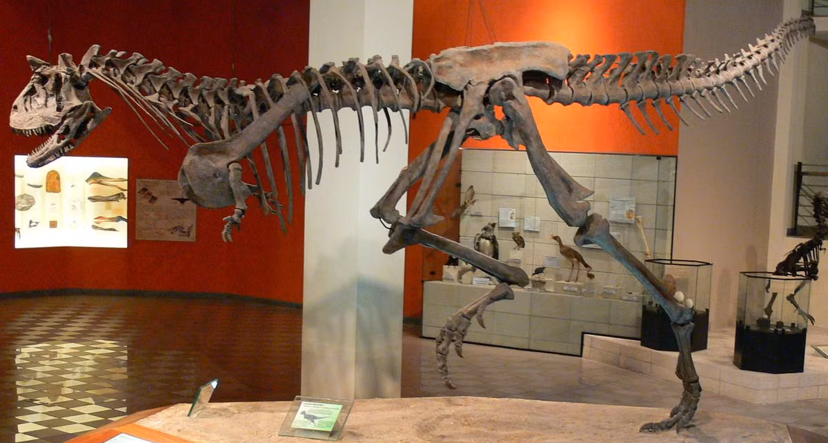 Một số loài như Carnotaurus có chiều dài hộp sọ ngắn và gai xương trên mắt.