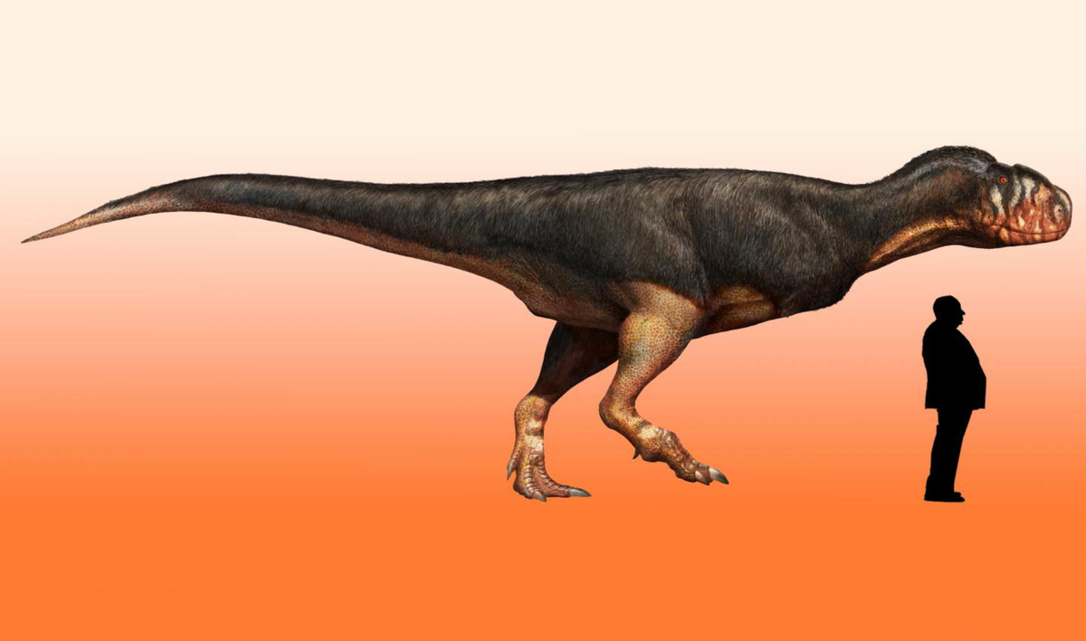 Hầu hết các loài Abelisauridae có chiều dài từ mũi đến đuôi khoảng 5 đến 9 m, nhưng có một loài chưa được đặt tên từ Kenya có thể dài tới 11–12 m.