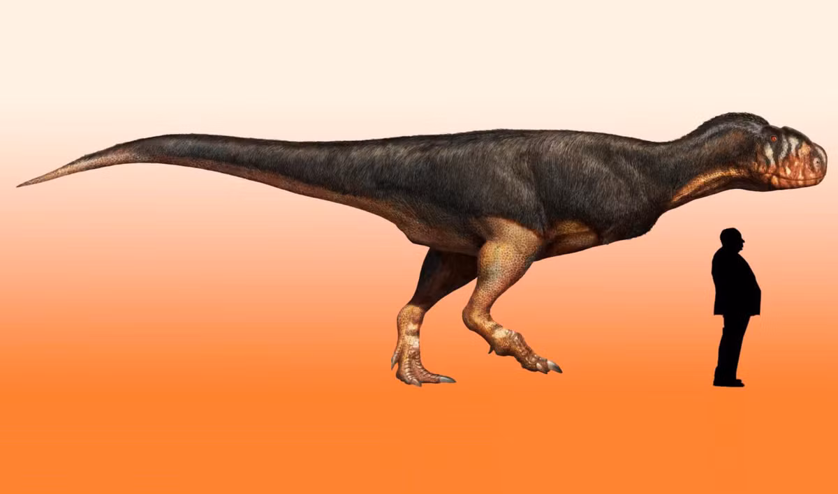 Hầu hết các loài Abelisauridae có chiều dài từ mũi đến đuôi khoảng 5 đến 9 m, nhưng có một loài chưa được đặt tên từ Kenya có thể dài tới 11–12 m.