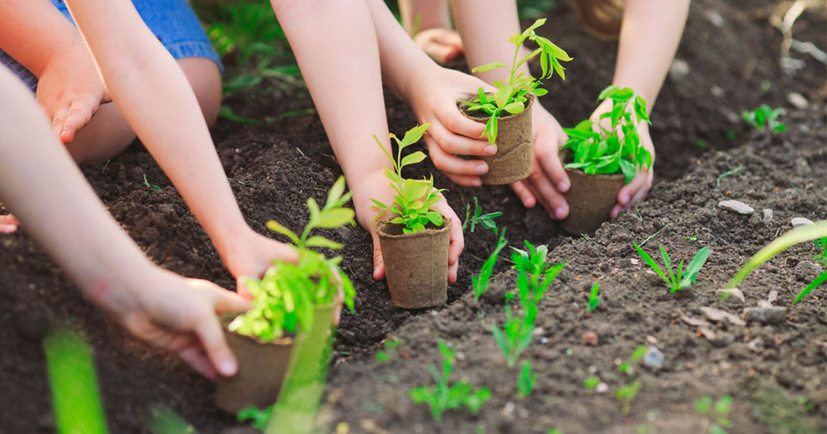 6. Trồng rừng và phục hồi hệ sinh thái tự nhiên: Một trong những giải pháp tự nhiên và hiệu quả nhất để làm mát Trái Đất là trồng rừng và phục hồi hệ sinh thái bị tổn hại. Cây cối hấp thụ CO₂ trong quá trình quang hợp, đồng thời làm giảm nhiệt độ thông qua việc bốc hơi nước. Những dự án trồng rừng quy mô lớn đang được triển khai trên toàn cầu, từ rừng nhiệt đới Amazon đến sa mạc Sahara, nhằm phục hồi các hệ sinh thái tự nhiên và giảm thiểu tác động của biến đổi khí hậu.(Ảnh: eKMap Crop)