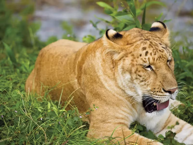 1. Liger (Lai giữa Sư Tử và Hổ): Liger là kết quả của sự lai tạo giữa sư tử đực và hổ cái. Chúng thường lớn hơn cả bố mẹ, với trọng lượng có thể lên tới 1.000 pound. Liger có đặc điểm của cả hai loài, như thích bơi lội và có sọc trên lưng. (Ảnh: Britannica)
