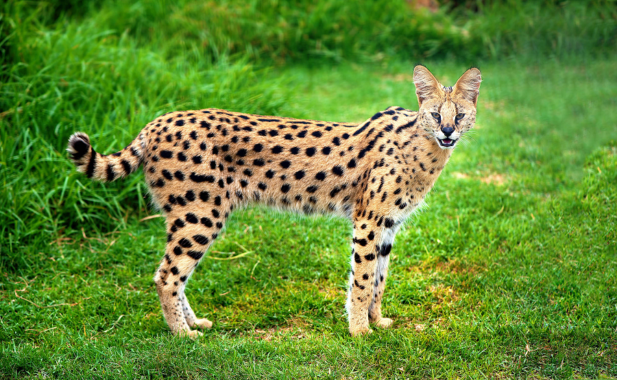 7. Savannah Cat (Lai giữa Mèo Nhà và Mèo Serval): Savannah Cat là kết quả của sự lai tạo giữa mèo nhà và mèo serval châu Phi. Chúng có vẻ ngoài hoang dã với các đốm và sọc, nhưng lại có tính cách thân thiện và dễ gần.(Ảnh: Earth)