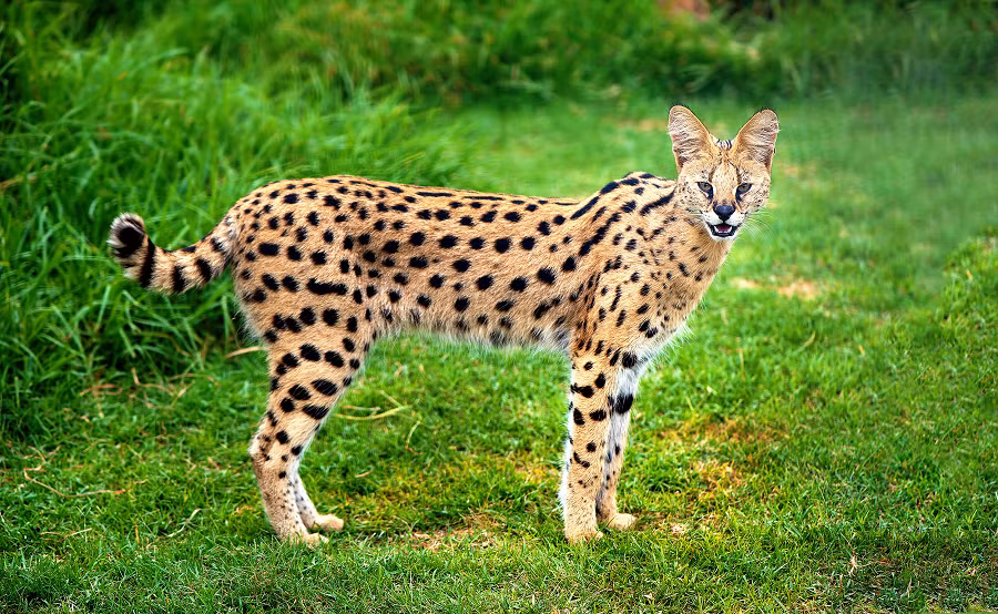 7. Savannah Cat (Lai giữa Mèo Nhà và Mèo Serval): Savannah Cat là kết quả của sự lai tạo giữa mèo nhà và mèo serval châu Phi. Chúng có vẻ ngoài hoang dã với các đốm và sọc, nhưng lại có tính cách thân thiện và dễ gần.(Ảnh: Earth)