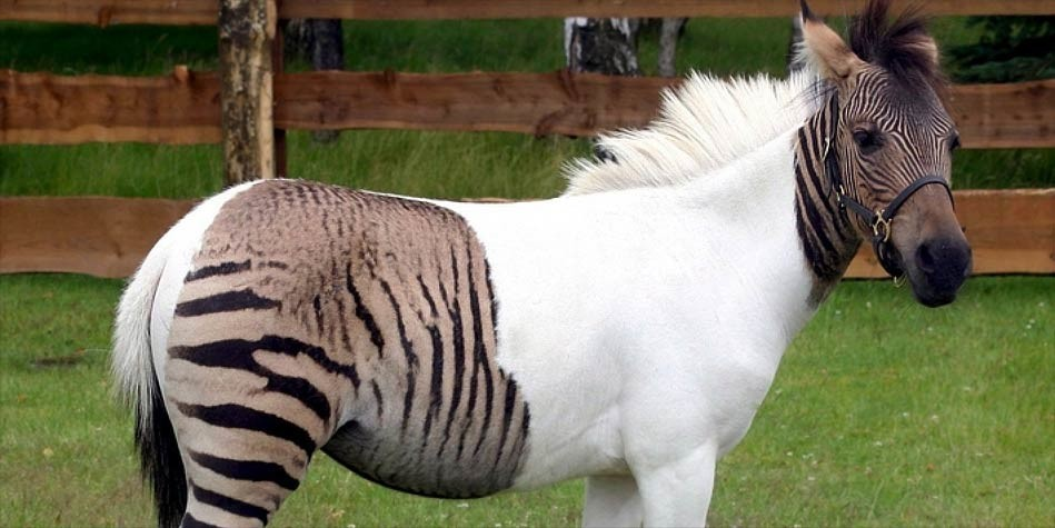 5. Zebroid (Lai giữa Ngựa Vằn và Ngựa): Zebroid là con lai giữa ngựa vằn và bất kỳ loài ngựa nào. Chúng thường có các sọc của ngựa vằn nhưng với hình dáng và kích thước của ngựa.(Ảnh: DinoAnimals)