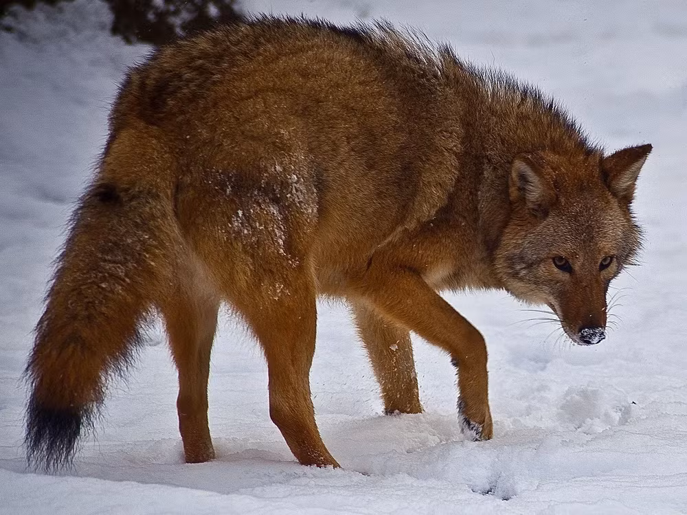 8. Coywolf (Chó Sói Lai Coyote): Coywolf là kết quả của sự lai tạo giữa chó sói và coyote. Loài này có kích thước và hình dáng trung bình giữa hai cha mẹ, với bản năng săn mồi mạnh mẽ và khả năng thích nghi tốt với môi trường sống đa dạng. Coywolf đang ngày càng phổ biến tại Bắc Mỹ.(Ảnh: Smithsonian Magazine)