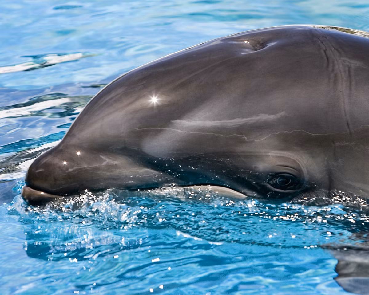 3. Wholphin (Lai giữa Cá Heo và Cá Voi False Killer): Loài động vật lai tạo này là sự kết hợp giữa cá heo mũi chai cái và cá voi False Killer đực. Chúng có màu da xám đen và số lượng răng trung bình giữa hai loài, tạo nên một sự cân bằng hoàn hảo.(Ảnh: Wikipedia)
