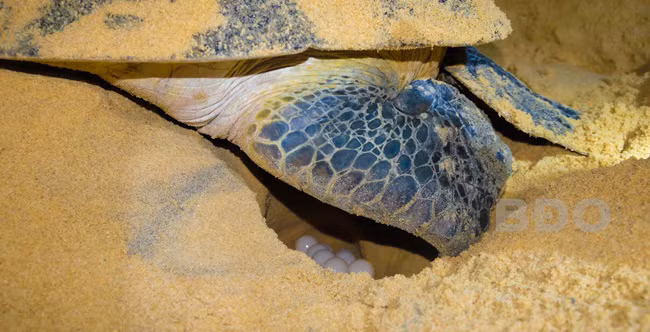 Cụ thể, rùa mẹ được gắn thẻ VN1079 đã ba lần lên bờ để đẻ trứng, lần gần nhất là vào tối ngày 11/8 với 84 quả trứng. Đây là một trong hai rùa mẹ được gắn thẻ tại khu vực này trong năm nay, với số thẻ được Tổ chức Bảo tồn Thiên nhiên Quốc tế cấp cho Việt Nam. (Ảnh: Báo Bình Định)