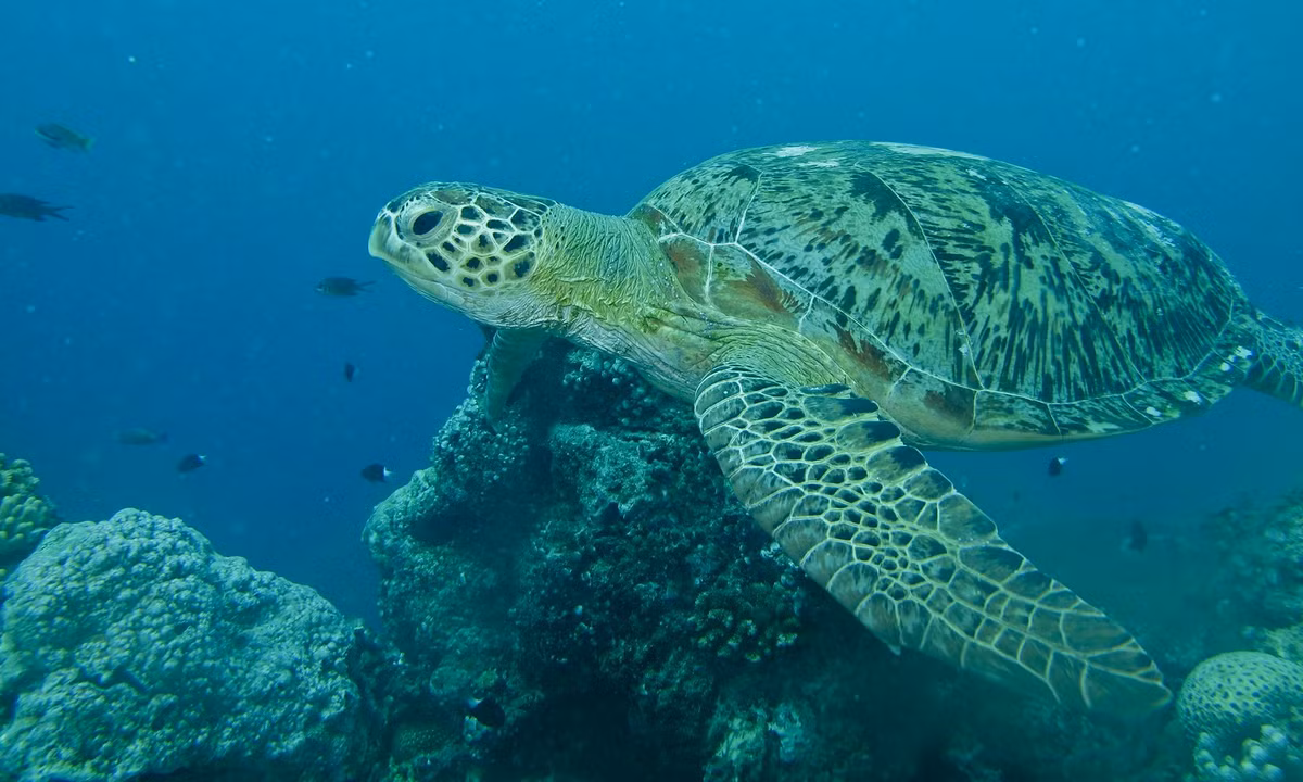 Rùa xanh có thể đạt chiều dài lên đến 1,5 mét và nặng hơn 300 kg. Chúng có mai màu xanh lá cây đặc trưng, giúp chúng dễ dàng ngụy trang trong môi trường biển. Rùa xanh thường sống ở các vùng biển nhiệt đới và cận nhiệt đới, nơi có nhiều rạn san hô và cỏ biển.(Ảnh:Flickr)