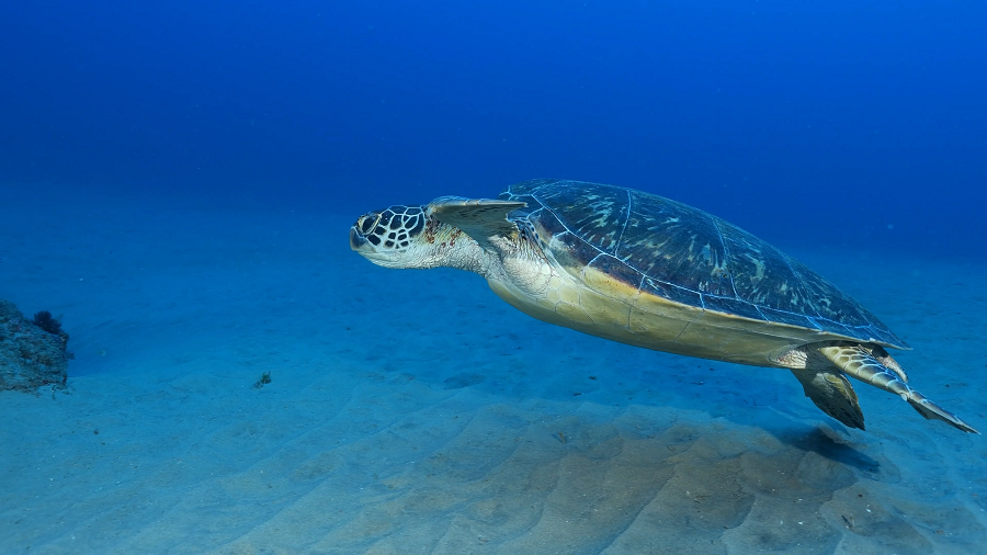 Hiện nay, rùa xanh đang đối mặt với nhiều nguy cơ từ hoạt động của con người như săn bắt, ô nhiễm môi trường và biến đổi khí hậu. Nhiều tổ chức bảo tồn đã và đang nỗ lực bảo vệ loài rùa này thông qua các chương trình bảo vệ bãi đẻ, giảm thiểu ô nhiễm và nâng cao nhận thức cộng đồng.(Ảnh:Reddit)
