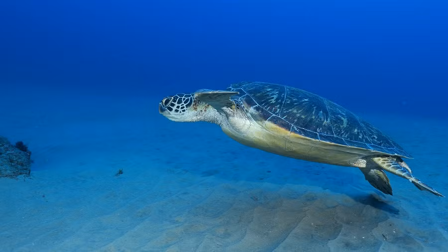 Hiện nay, rùa xanh đang đối mặt với nhiều nguy cơ từ hoạt động của con người như săn bắt, ô nhiễm môi trường và biến đổi khí hậu. Nhiều tổ chức bảo tồn đã và đang nỗ lực bảo vệ loài rùa này thông qua các chương trình bảo vệ bãi đẻ, giảm thiểu ô nhiễm và nâng cao nhận thức cộng đồng.(Ảnh:Reddit)