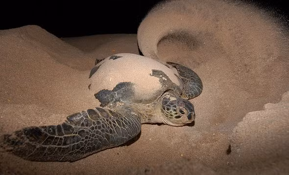 Rùa xanh có thói quen sinh sản đặc biệt. Chúng thường quay trở lại bãi biển nơi chúng được sinh ra để đẻ trứng. Mỗi mùa sinh sản, một con rùa cái có thể đẻ từ 100 đến 200 trứng. Sau khoảng 60 ngày, những chú rùa con sẽ nở và bắt đầu cuộc hành trình đầy thử thách ra biển.(Ảnh:IOSEA Marine Turtles)