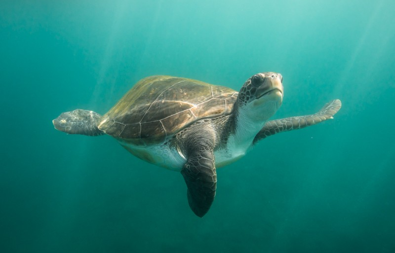 Rùa xanh đóng vai trò quan trọng trong việc duy trì sự cân bằng của hệ sinh thái biển. Chúng giúp kiểm soát sự phát triển của cỏ biển và rạn san hô, từ đó duy trì môi trường sống cho nhiều loài sinh vật biển khác.(Ảnh:Observation)