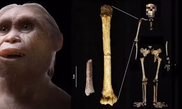 Một nghiên cứu mới đã tiết lộ những phát hiện chấn động về người khác loài Homo floresiensis, còn được gọi là "người Hobbit" ở Indonesia. (Ảnh: Yosuke Kaifu)