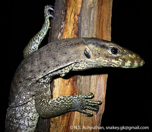 Khi trưởng thành, mỗi cá thể kỳ đà hoa có thể có chiều dài cơ thể lên tới hơn 3m. (Ảnh: The Reptile Database)