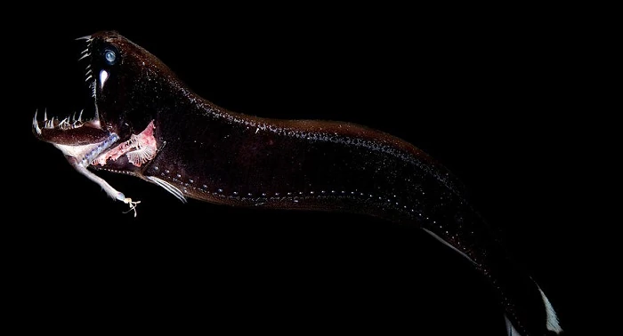 6. Cá rồng đen (Idiacanthus atlanticus) là một trong những sinh vật kỳ lạ nhất của đại dương sâu thẳm. Với cơ thể mảnh mai, màu đen tuyền, chúng gần như vô hình trong môi trường tối đen dưới đáy biển. Cá rồng đen có một bộ răng sắc nhọn và dạ dày phát sáng, giúp chúng săn mồi hiệu quả trong bóng tối. Con cái có thể dài tới 40 cm, trong khi con đực chỉ nhỏ bằng một phần mười và không có khả năng săn mồi.(Ảnh: Animal)