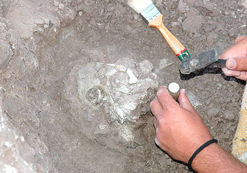 Gần đây, một phát hiện quan trọng tại Thổ Nhĩ Kỳ đã làm dấy lên những tranh luận mới về nguồn gốc của loài người. Mẫu hóa thạch của loài vượn Anadoluvius turkae, được tìm thấy ở khu cổ sinh vật học Çorakyerler, Anatolia, có niên đại khoảng 8,7 triệu năm. (Ảnh: Faculty of Arts &amp; Science)