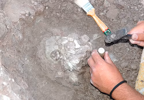 Gần đây, một phát hiện quan trọng tại Thổ Nhĩ Kỳ đã làm dấy lên những tranh luận mới về nguồn gốc của loài người. Mẫu hóa thạch của loài vượn Anadoluvius turkae, được tìm thấy ở khu cổ sinh vật học Çorakyerler, Anatolia, có niên đại khoảng 8,7 triệu năm. (Ảnh: Faculty of Arts &amp; Science)