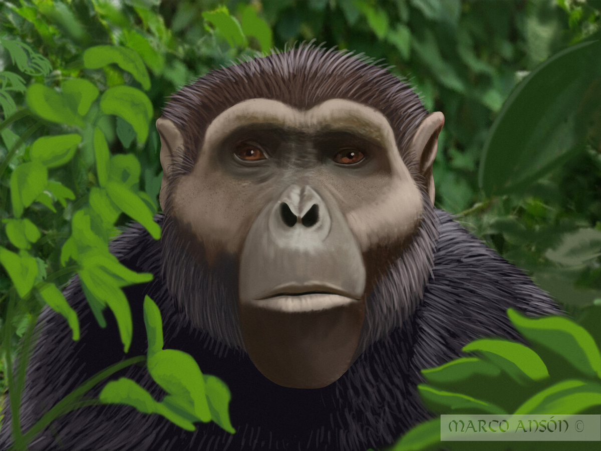 Loài vượn Anadoluvius turkae có kích thước tương đương một con tinh tinh đực lớn và sống trong môi trường rừng khô cằn. Bộ hàm chắc khỏe và răng to với lớp men dày gợi ý rằng loài này có chế độ ăn bao gồm các loại thức ăn cứng hoặc dai trên cạn, như rễ và thân cây. Những đặc điểm này cho thấy Anadoluvius turkae có thể đã sống trong điều kiện tương đối thoáng đãng, không giống như môi trường rừng của các loài vượn lớn hiện nay.(Ảnh: ArtStation)